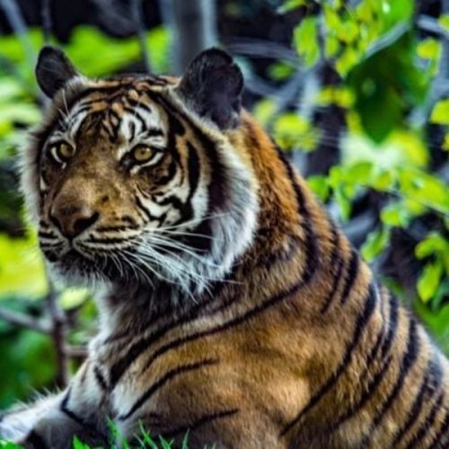 Request for Applications: Holohil Grant Program